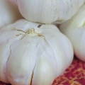 Vers knoflook pasop