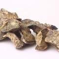 Vers oesters pasop