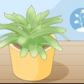 Voortplanting van vetplante deur steggies