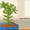 Vetplante propageer deur hul blare