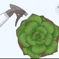 Gieter vetplante