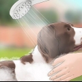 Vliegen van honde af hou