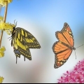 Vlinders voer