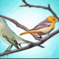 Vogels aantrekken