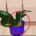 Sorg vir binnenshuise plante