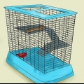 Voor chinchilla se sorg
