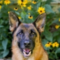 Voor 'n duitse herder sorg