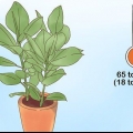 Die versorging van 'n ficus