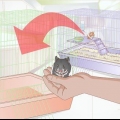 Voor 'n hamster sorg die ziek of stervende is