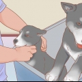 Vir 'n husky sorg