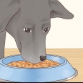 Vir 'n labrador retriever sorg