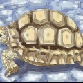 Voor 'n landschildpad sorg
