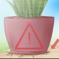 Sorg vir 'n sansevieria