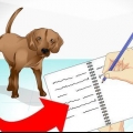 Vir 'n zieke hond sorg