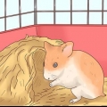 Voor hamsterbaby se sorg