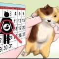 Voor pasgebore hamsters sorg
