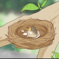 Voor pasgebore vogels sorg