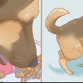 Voorkom dat 'n hond binne plastiek nadat hy buite was