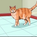 Voorkomen dat jy kat in huis plastiek