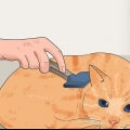 Voorkomen dat katten verharen