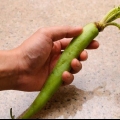 Wasabi klaarmaak