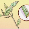 Snoei weigela