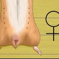 Weten van je hamster zwanger is