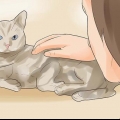 Weten of je kat stervende is