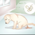 Weten of je puppy wormen het