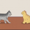 Weten of katten spelen of vechten