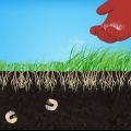 Verwyder wit grubs van jou grasperk