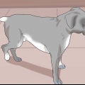 Zien of 'n hond pyn het