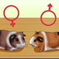 Zien van je cavia zwanger is