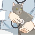 Zien of je kat depressief is