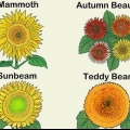 Kweek sonneblomme
