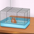 Maak seker dat jou hamster vertrou