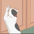 Zorgen dat 'n kat stop met aan die deur te krabben