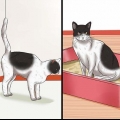 Maak seker dat 'n kater stop met sproei