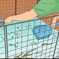 Maak seker dat jy cavia fris ruikt
