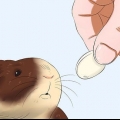 Maak seker dat jy cavia is getroud