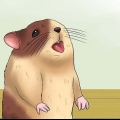 Maak seker dat jy die hamster koel bly as dit weer is