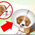 Zorgen vir 'n hond met hektinge