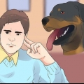 Zorgen vir 'n rottweilerpup