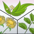 Voorkoming van swaar periodes: kan dit natuurlik gedoen word?