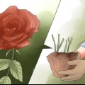 Elimineer swart kolle op rose