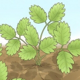Snoei aarbeiplante