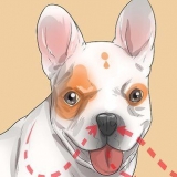 Ademhalingsprobleme by 'n franse buldog diagnosticeren