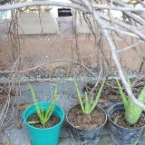 Aloe vera plante
