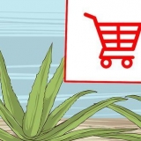 Kweek en gebruik aloe vera vir medisinale doeleindes