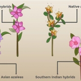 Plant azaleas